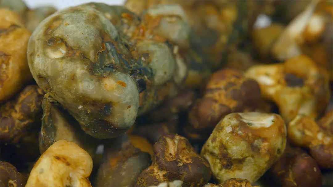 High Hawaiians Truffles kopie